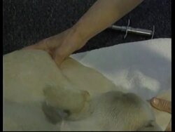 USA: LOS ANGELES: THE TOTAL DOG: DOGGIE HEAVEN FOR MUTTS News Clip