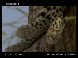 Leopard, Panthera pardus,  feet hanging out of tree, CU, Botswana Stock Footage