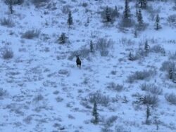 Long Shot aerial push-in tracking-left - A moose lopes across snowy Alaskan terrain. / Alaska, USA Stock Footage