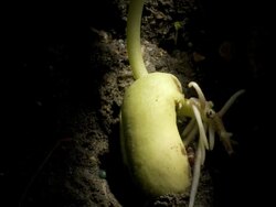 T/L Runner bean (Phaseolus coccineus) germinating underground, roots growing Stock Footage