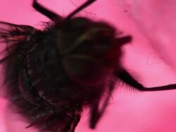 Diptera HD1080, NTSC, PAL Stock Footage