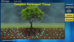 Transportation in Plants: The Function of Xylem and Phloem Tissues Instructional Video