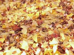 CU View of Autumn ginkgo leaves and furuits / Shibuya , Tokyo, Japan Stock Footage