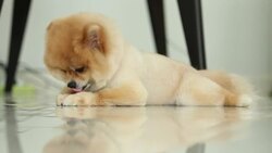 pomeranian dog licking foot Stock Footage