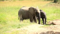 Elephants drinking and playing with water-05/13 Stock Footage