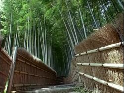 Rustic walkway with bamboo forest background, Adashino Numbutsuji Temple, Arashiyama, Kyoto, Japan Stock Footage