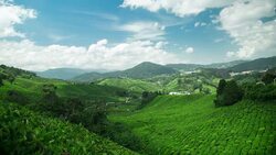 Tea Plantation in Cameron Highlands Pahang,Malaysia Stock Footage
