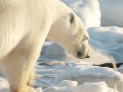MS TS Polar bear walking and eating snow / Churchill, Manitoba, Canada Stock Footage