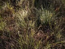 Poaching And Climate Change Threaten Endangered Plants In Everglades Stock Footage