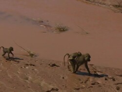 Young baboon riding on adults back; one following, with audio, Kenya Stock Footage