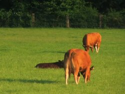PAL:Cattle Stock Footage
