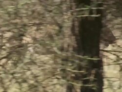 MS TS Lioness walking through bush / Tanzania  Stock Footage