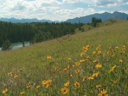 Mountain meadow Stock Footage