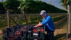 Female farm worker sorts crates of strawberries in modern farming poly tunnel. Stock Footage