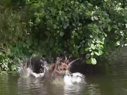 MS SLO MO Shot of German Shepherd, male dog Leaping into River / Normandy, France Stock Footage