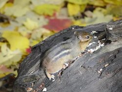 CU HA Eastern chipmunk (Tamius striatus) gathering sunflower seeds and peanut pieces on weather-beaten log amidst autumn leaves / Valparaiso, Indiana, United States Stock Footage