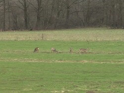 HD: Roe deer Stock Footage