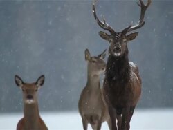 Deer Stock Footage