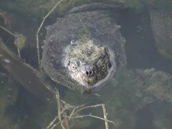 Turtle head - HD 1080/60i Stock Footage