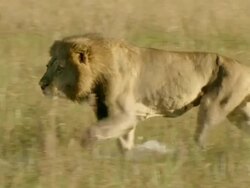 MS Lion walking through floodplain water / Okavango Delta, North West District, Botswana Stock Footage