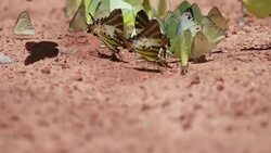Tilt shot many butterflies at the salt lick Stock Footage