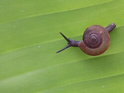 Snail on  leaf Stock Footage