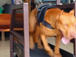 Pit bull running Stock Footage