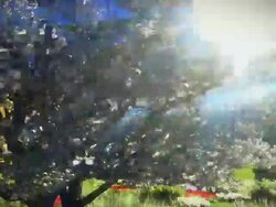 Sunset orchard - flythrough Stock Footage