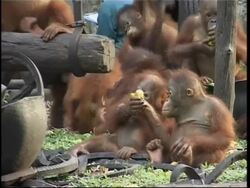 Borneo orangutan surveillance foundation opens new centre News Clip