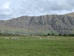 WS View of Rough Landscape Sheep Herd on South Island / Dunedin, New Zealand Stock Footage