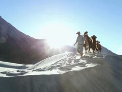 WS LA Shot of Bactrian camels with herder double hump / Ladakh, India Stock Footage