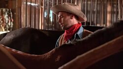 DS Cowboy grooming his horse in the stall Stock Footage