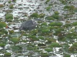 Backing heron - HD 1080/60i Stock Footage