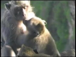 Monkey Family Playing Stock Footage