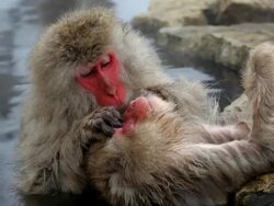 Japanese Macaques ( Macaca Fuscata ) monkeys, Jigokudani nature reserve, Chubu, Japan, Asia Stock Footage