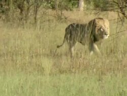 MS TS Lion running through floodplain grasslands / Okavango Delta, North West District, Botswana Stock Footage