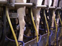 Close up of rows of machines gathering milk from the cows. Stock Footage