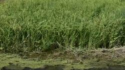 Puerto Rico finds growth in agriculture News Clip