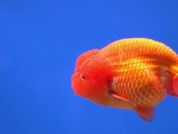 Goldfish Stock Footage