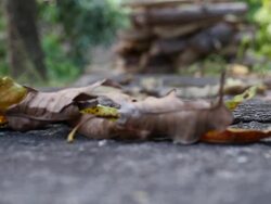 Autumn Leaves Stock Footage