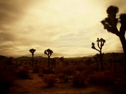Joshua Tree Hidden Valley Stock Footage