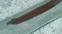 HD: Staining Wood Stock Footage