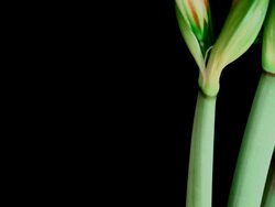 Amaryllis Blooming Stock Footage