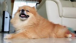 pomeranian dog smiling Stock Footage