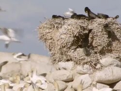 WS View of Multitudes of nesting Cape gannets gathered on island preening and mating around raised driftwood nest of small flock of crowned / Namaqualand, Northern Cape, South Africa Stock Footage
