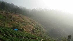 Strawberry cultivation Stock Footage