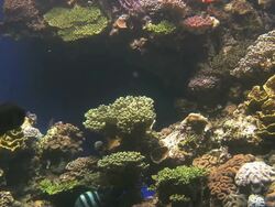 MS Shot of Group of tropical fish swimming in aquarium with coral reef at Marine center / Eilat, Arava, Negev Desert, Israel  Stock Footage