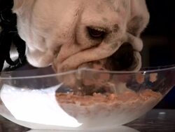 Close Up, Locked Down - A dog eats cereal from a glass bowl / USA Stock Footage