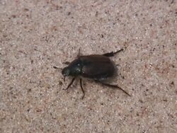 Beetle 2 - HD 1080/60i Stock Footage