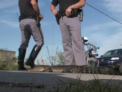 Medium Shot Low Angle - Policemen standing next to dead alligator in the street / New Orleans Louisiana Stock Footage